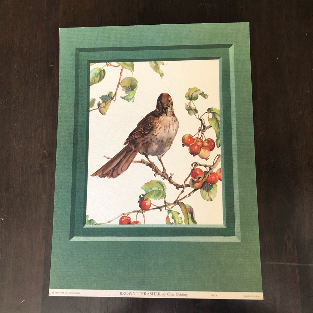 Vintage Lithograph CECIL GOLDING Brown Thrasher